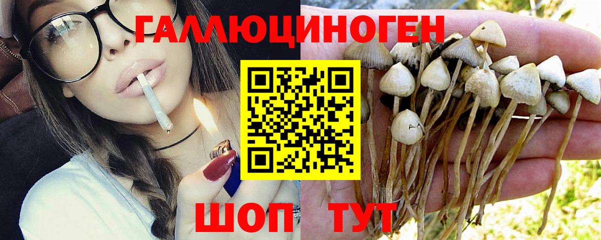 Назрань  Псилоцибиновые грибы GOLDEN TEACHER  Вход с VPN  Псилоцибиновые грибы MAGIC MUSHROOMS 